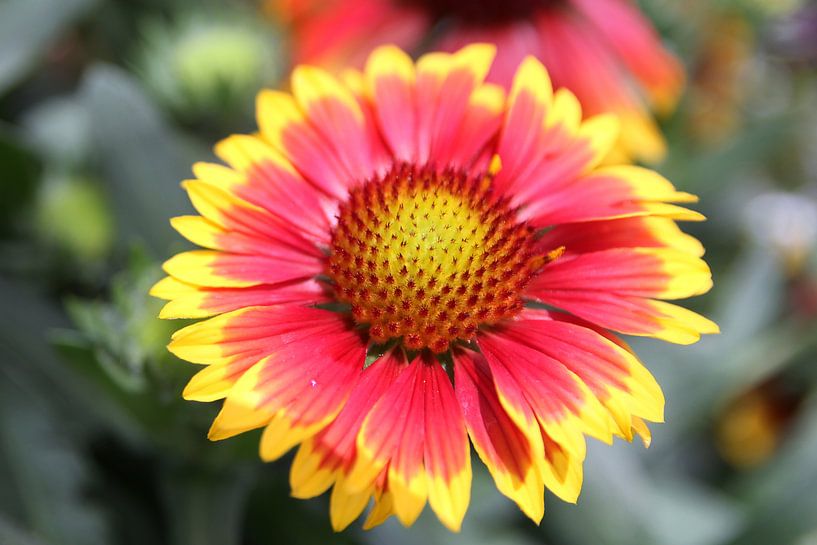 La fleur jaune/rouge par Cornelis (Cees) Cornelissen