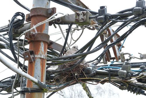 Pigion on its nest in the snow. 