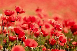 all red...poppies! von Els Fonteine