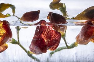 Rote Freesie in Eis 1