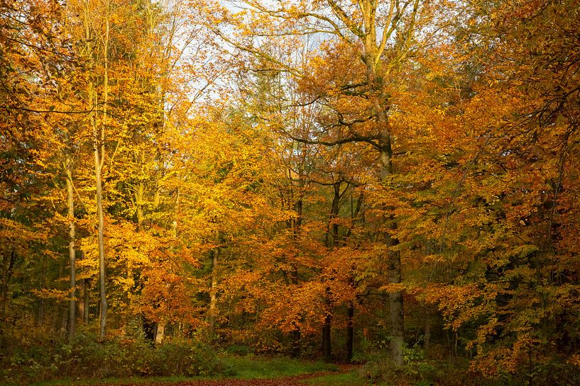 Wald in Herbstfarben von Gert Hilbink