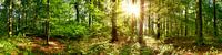 Zonsopgang in het bos van Günter Albers thumbnail
