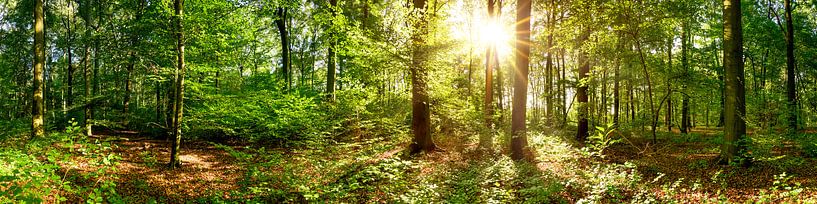 Zonsopgang in het bos van Günter Albers