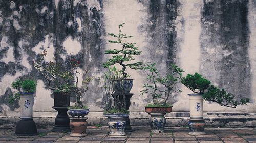 Bonsai boompjes in Hue, Vietnam