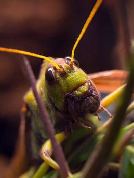 Sprinkhaan in herfstkleuren