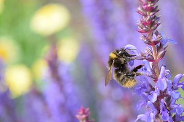 hommel is honing aan het verzamelen op lavendel by Jos Broersen
