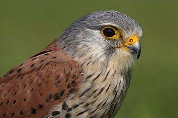 Torenvalk (Falco tinnunculus) van Ronald Pol