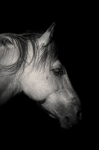 Portrait of a Konik horse