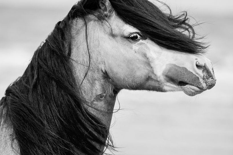 Ausdrucksstarkes Walisischer Maiskolben / Niederlande / Pferd / Tierfotografie / Kraftvolles Schwarz von Jikke Patist