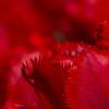 Close up van een rode Gefranjerde tulp van Laura