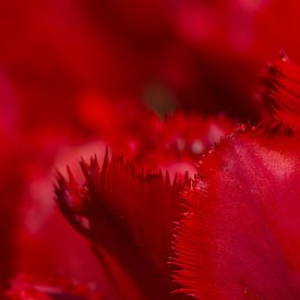 Gros plan d'une tulipe à franges rouges sur Laura