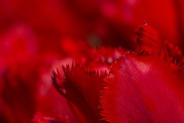 Nahaufnahme einer rot gefransten Tulpe von Laura