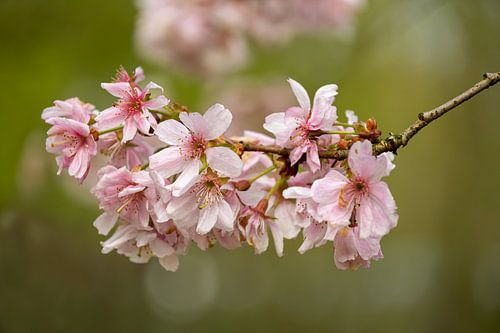 Japanische Kirschblüte, Sakura