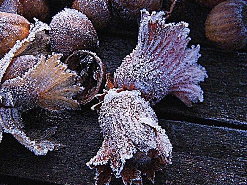 Winter met rijp op hazelnoten. Hazelnuts with ice cristals. van Joke Schippers