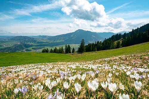 Krokusweide op de Mittagberg met uitzicht op de Grünten