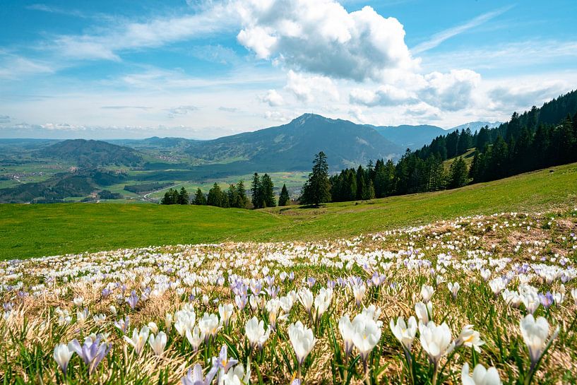 Crocus meadow at Mittagberg with view to the Grünten mountain by Leo Schindzielorz