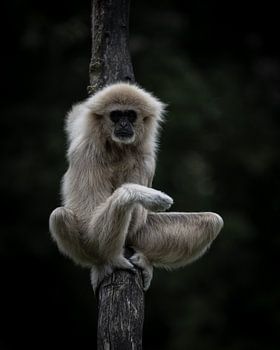 Withandgibbon