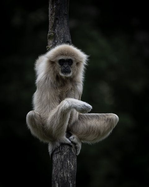Withandgibbon by Marc van Tilborg