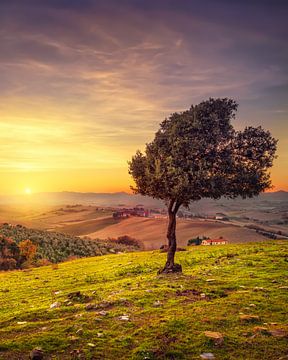 Olivenbaum bei Sonnenuntergang, Santa Luce, Toskana von Stefano Orazzini