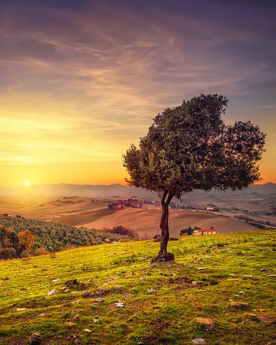 Olive tree at sunset, Santa Luce, Tuscany