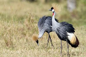 Grues couronnées sur Angelika Stern