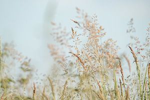 Dance of the Wind - Sommergräser