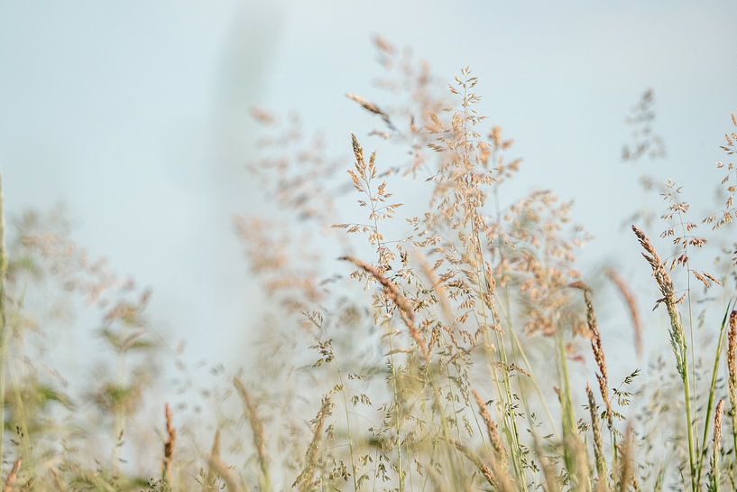 Dans van de Wind Zomerse Grassen van Femke Ketelaar