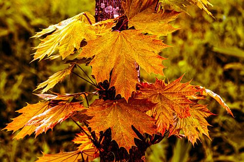 Colourful maple leaves