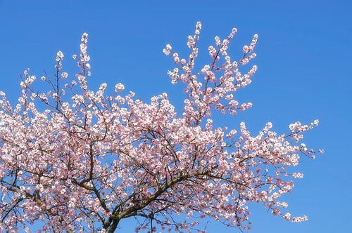 Amandelbloesem in het voorjaar
