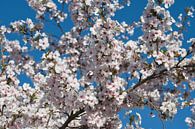Frühling japanische rosa Blüte und einen klaren blauen Himmel von Jolanda de Jong-Jansen Miniaturansicht