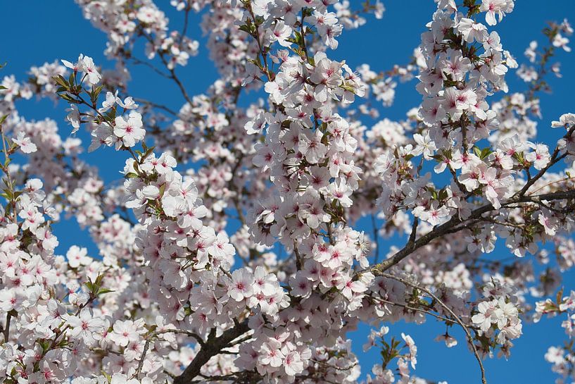 Frühling japanische rosa Blüte und einen klaren blauen Himmel von Jolanda de Jong-Jansen