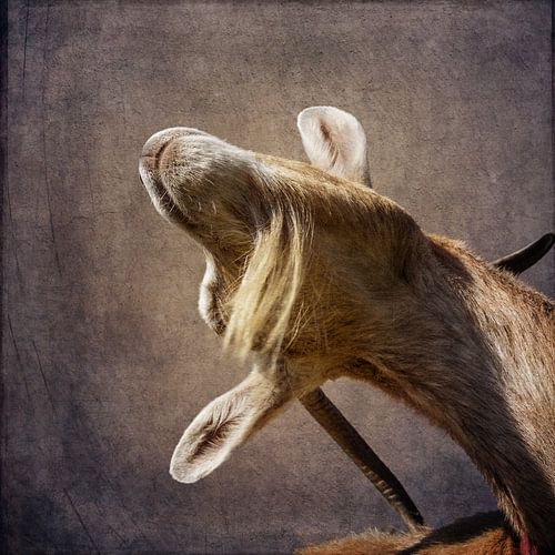 Krab die jeuk - Portret van een bruine geit