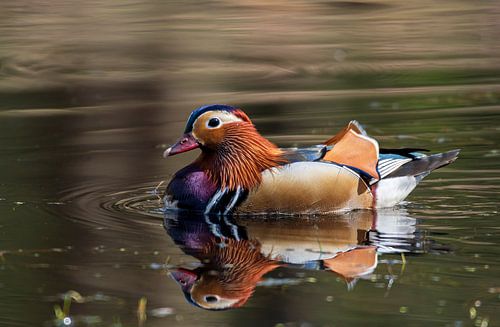 Mandarin duck in a pond in the middle of the Veluwe forest