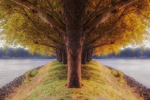 l'arbre des 2 saisons sur Yvonne Blokland