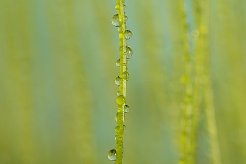 Alleen tussen de anderen