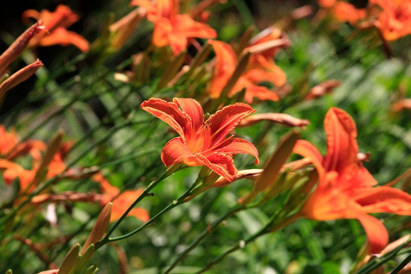 Lilien von Thomas Jäger