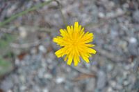 Wilde bloem