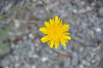 Wilde bloem van Danielle Flobbe