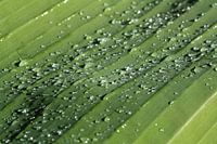 Raindrops