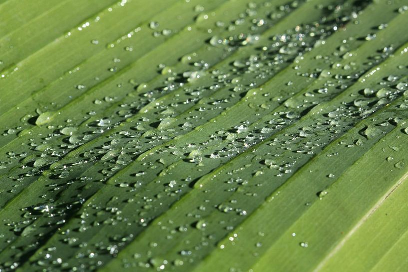 Gouttes de pluie par Larka Louwe