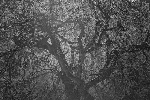 Eikenboom in winters tegenlicht