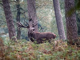 Call of autumn by Vincent Croce