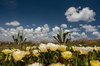 Wolkenluchten in de Algarve