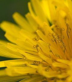 Close-up of a Dandelion