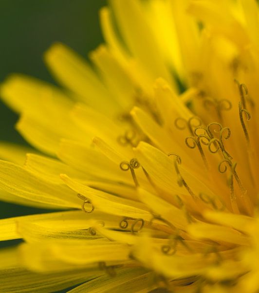 Close-up of a Dandelion by Crystal Clear