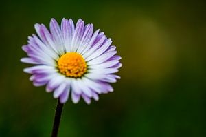 Concept flora : Daisy love