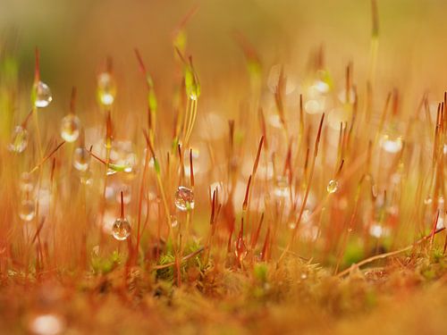 Herfstbos en regendruppels en mos