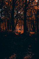 Herfstgloed in het Bos: Magisch Zonlicht