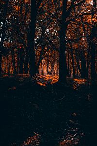 Herbstglühen im Wald: Magisches Sonnenlicht von Inez Nina Aarts