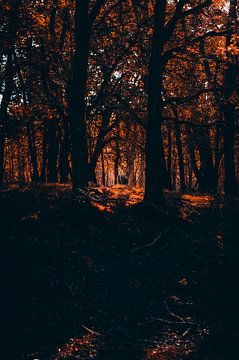 Herfstgloed in het Bos: Magisch Zonlicht van Inez Nina Aarts